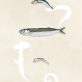 アサリマユミ10